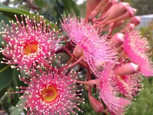 Австралийские цветы