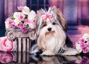 Терьер и розы