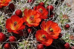 Красные цветы кактуса