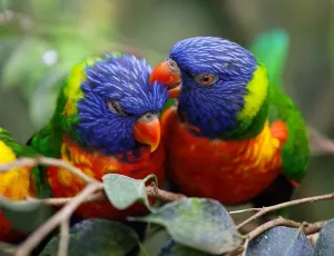 Пара попугайчиков