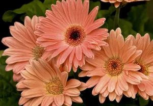 Гербера пастельная