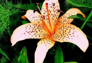 Лилия с пятнышками