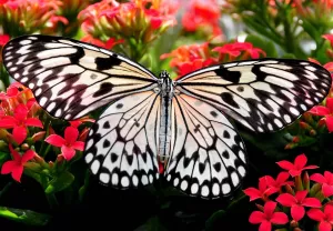 Черно-белая бабочка