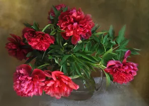 Красные пышные пионы