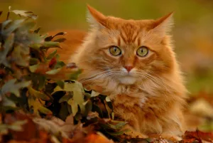 Рыжик в траве