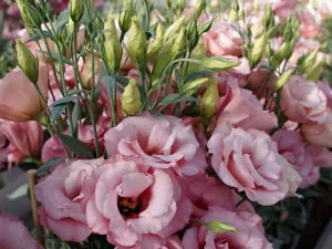 Розовые цветы эустомы