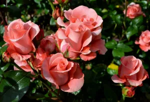 Клумбовые розы