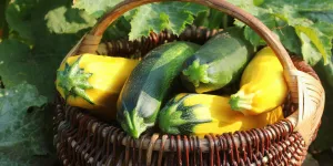 Молочные кабачки