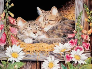 Котики в сене
