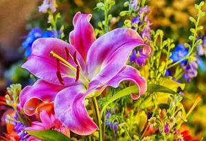 Розовая красивая лилия