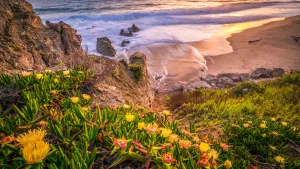 Цветы у морского берега