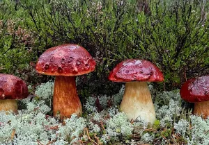 Грибы после дождя