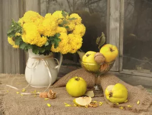 Хризантемы и айва