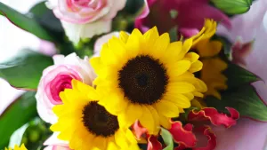 Подсолнухи и другие цветы