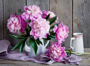 Розовый пион