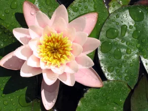 Розовая кувшинка и капли