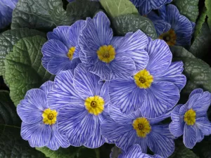 Примула с полосками