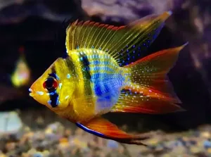 Апистограмма Рамиреса