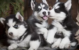 Щенки сибирской хаски