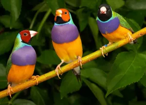 Гульдова амадина