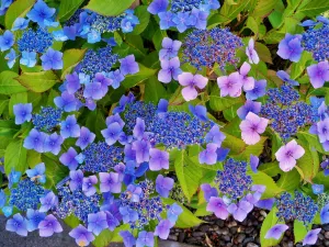 Синие гортензии