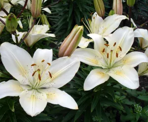 Лилии белые