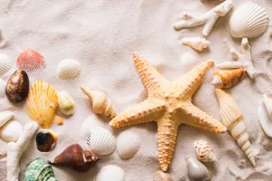 Звезда и другие ракушки
