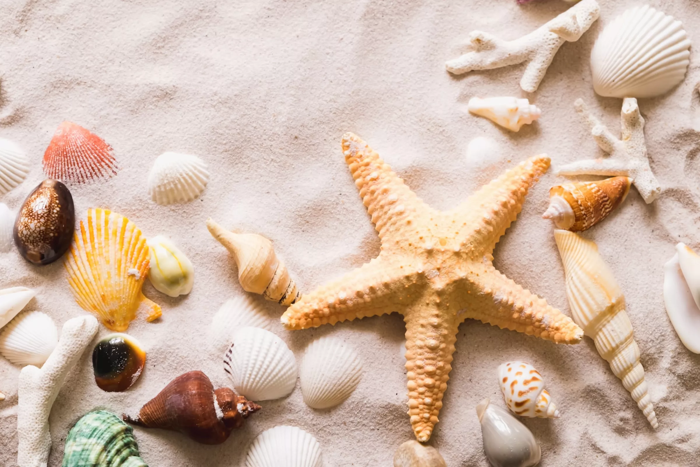 Звезда и другие ракушки