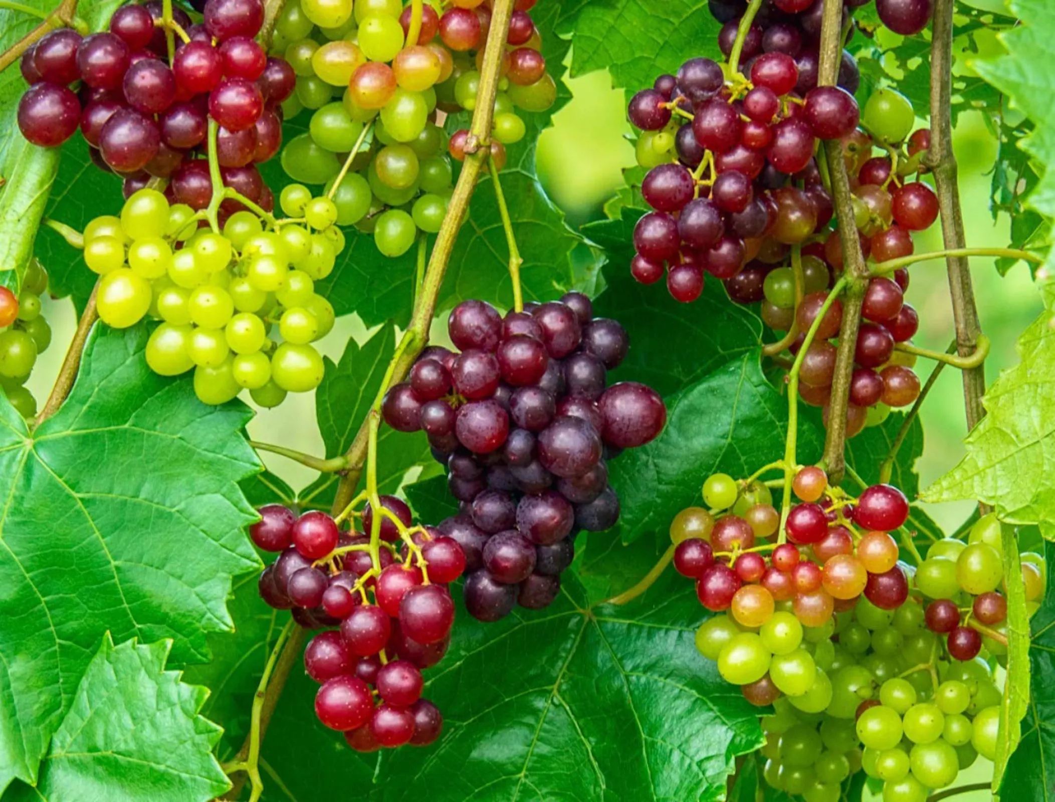 Грозди светлого и темного винограда