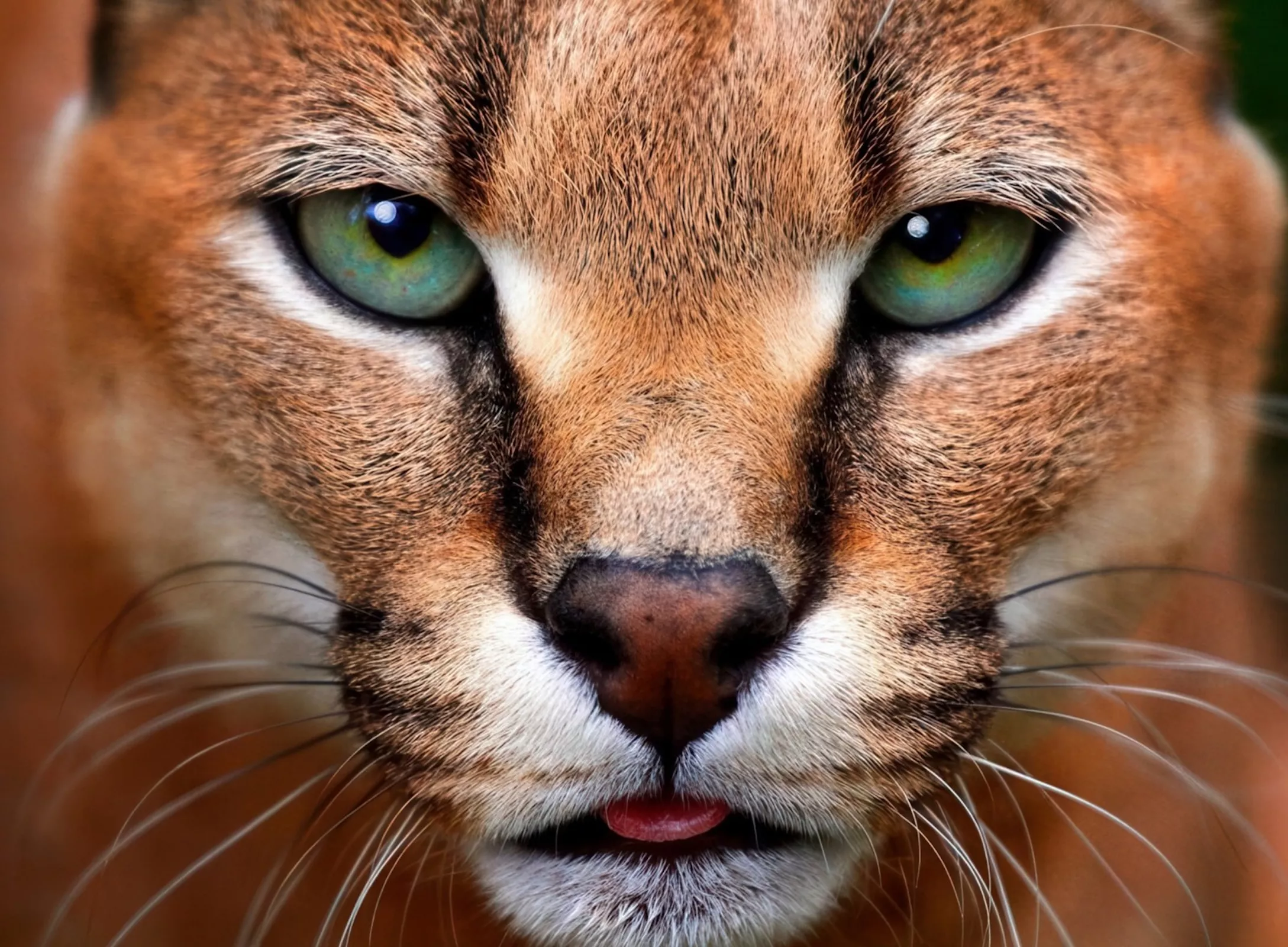 Мордочка каракула