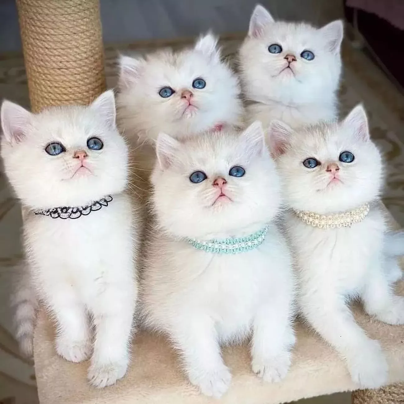 Котята с ошейниками