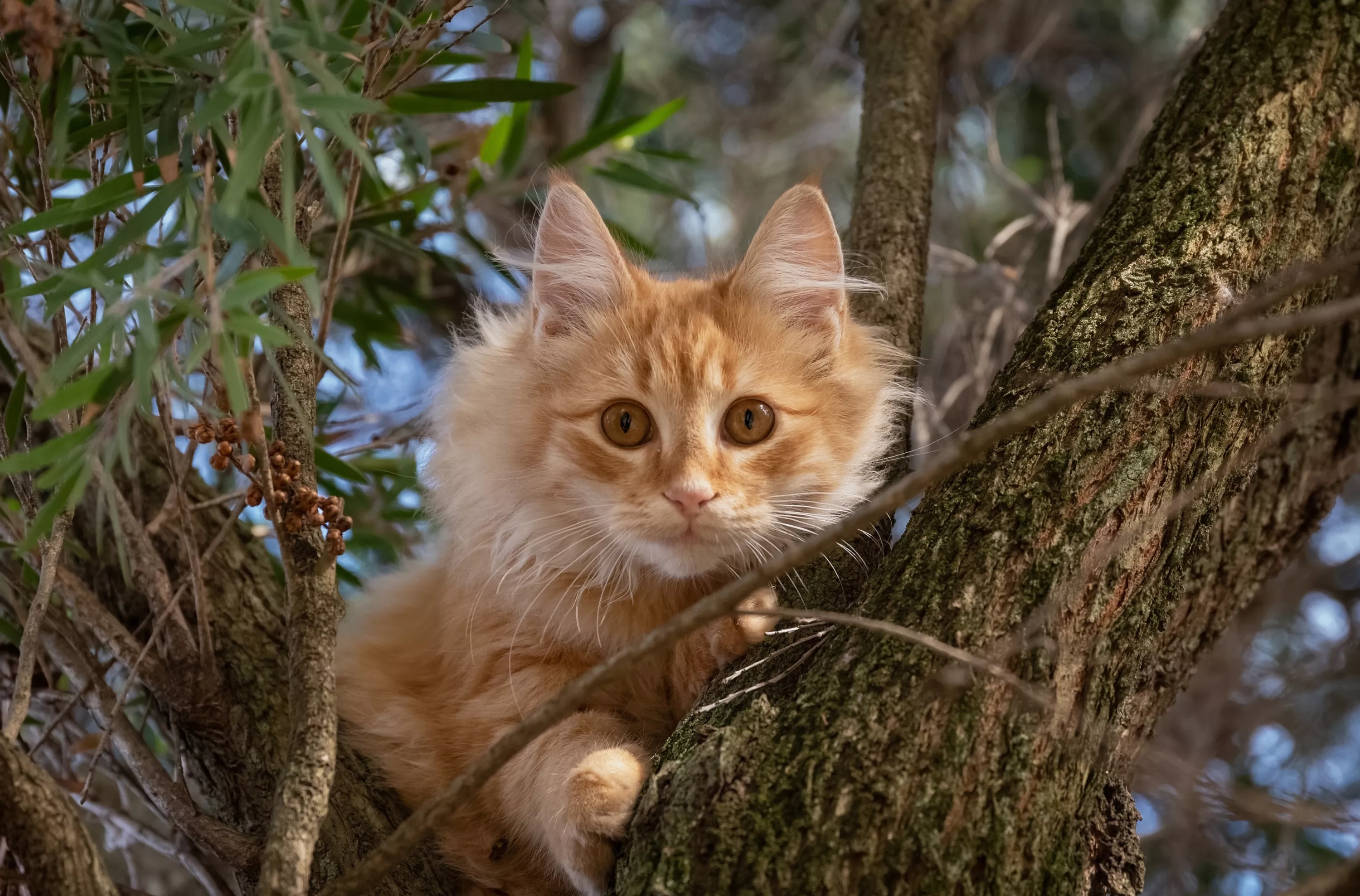 Внимательный кот