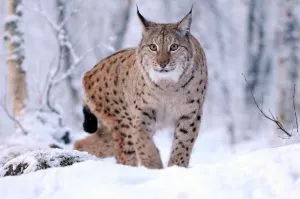 Дикий усатик