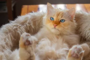 Кот в лежанке