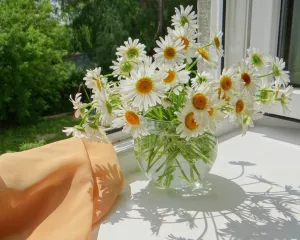 Белые ромашки в стеклянной вазе