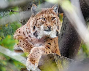Рысь в ветках