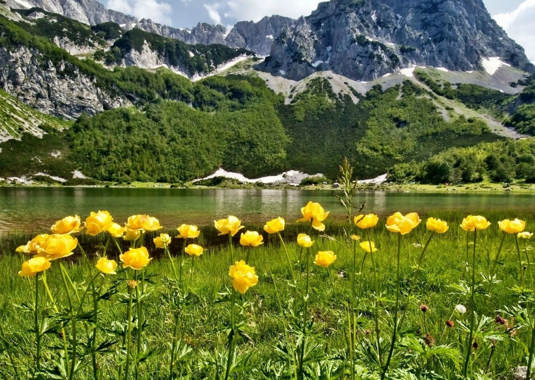 Алтайские горы и цветы