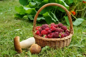 Малина и боровики
