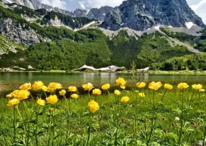 Алтайские горы и цветы