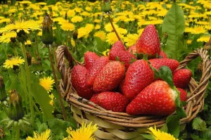 Клубника и одуванчики