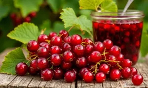 Ягоды красной смородины