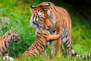Полосатая кошка с котятами