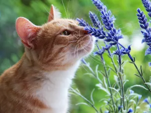 Кот цветолюб