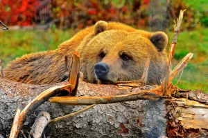 Медведь и бревно