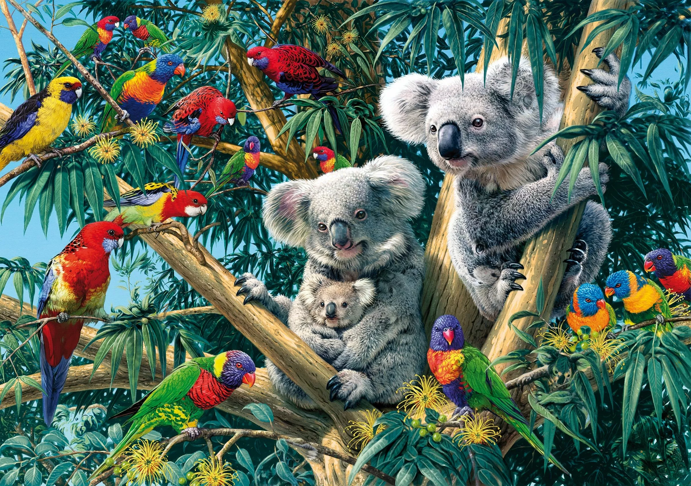 Коалы и попугаи