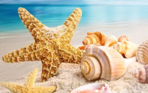 Ракушки и звезда