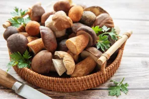 Грибы для заготовки