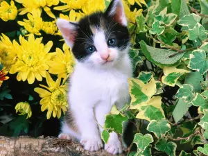 Любимчик