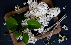Белая сирень и ножницы