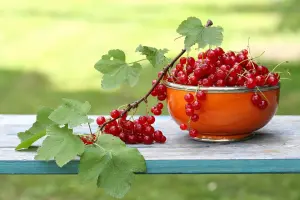 Красная смородина и листья
